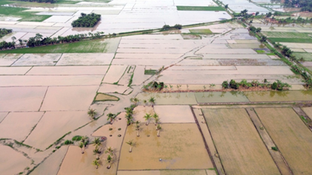 Kementan Siapkan Rp148 Miliar untuk Perbaikan Sawah Terdampak Bencana di Sumatra