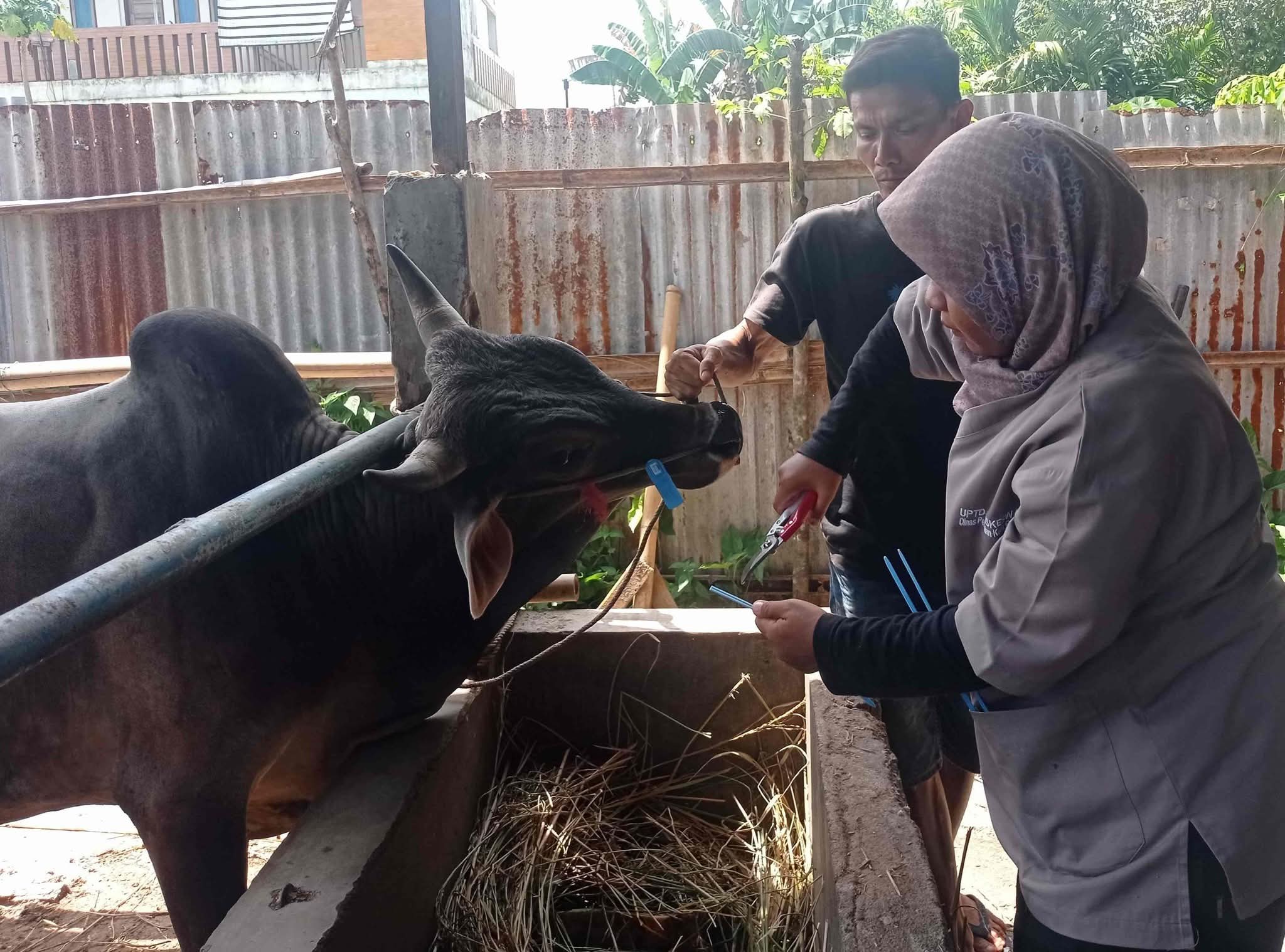 Selamat Tinggal Sistem Kupon! Distribusi Daging Kurban Kini Lewat Barcode