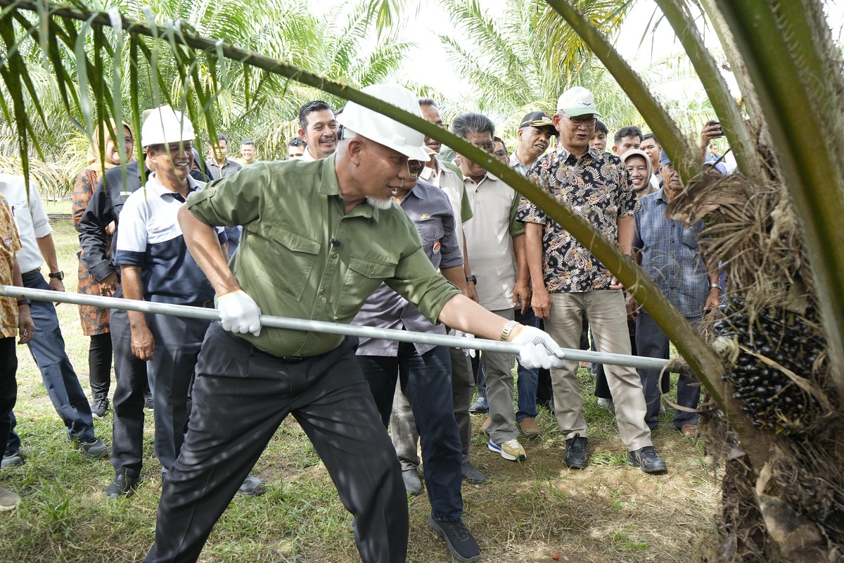 Mahyeldi Hadiri Panen Perdana Sawit di Agam, Tandai Kembalinya Produktivitas Kebun Rakyat