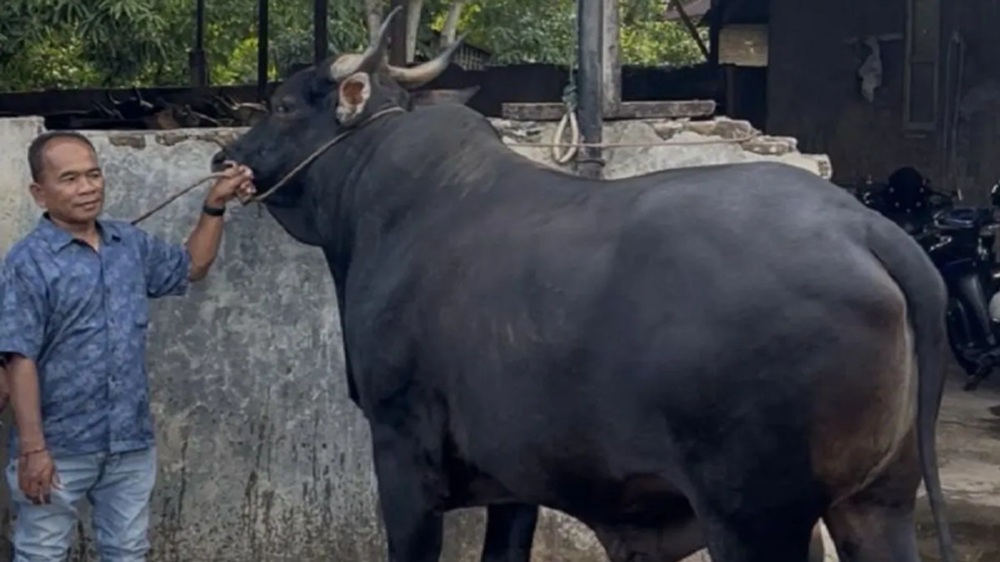 Presiden Kirim Sapi Kurban Seberat 883 Kilogram untuk Warga Kota Pariaman