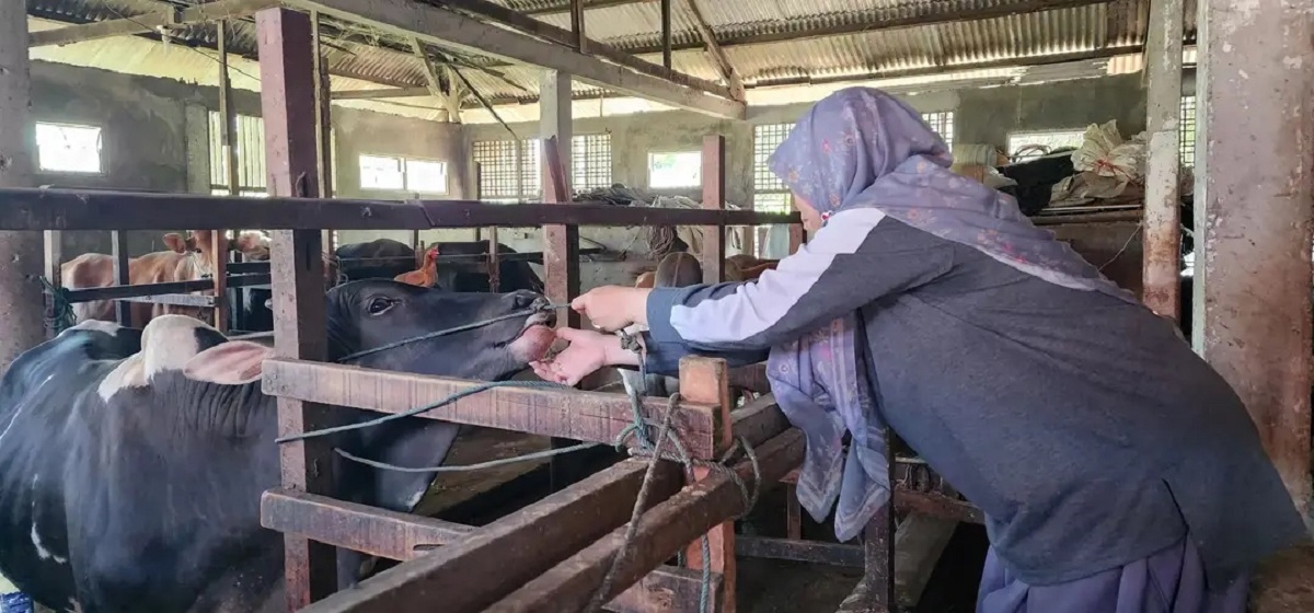Cegah Penyakit Pasca-Banjir, Dinas Pertanian Padang Beri Vitamin 134 Ekor Sapi dan Kambing