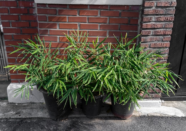 5 Cara Merawat Tanaman Agar Tidak Mudah Tumbang Saat Angin Kuat, Tetap Cantik!