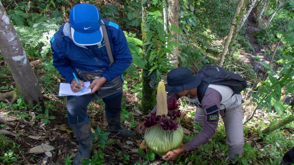 BKSDA Sumbar Kembali Temukan Bunga Endemik Sumatra: Amorphophallus Titanum