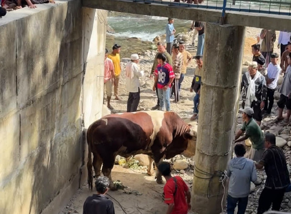 Sapi Raksasa 