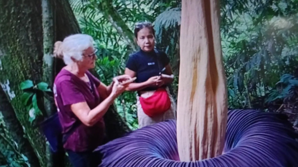 Bunga Bangkai Mekar Sempurna di Agam, Turis Rusia hingga Prancis Sambangi Koto Rantang