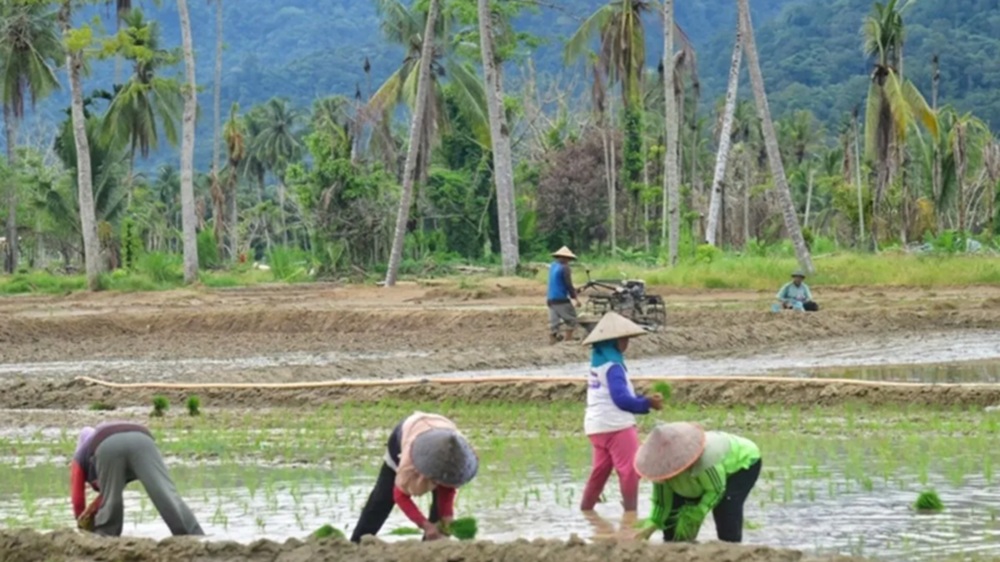Padang Pariaman Tuntaskan Perbaikan 446 Hektare Sawah Rusak Lewat Program Oplah