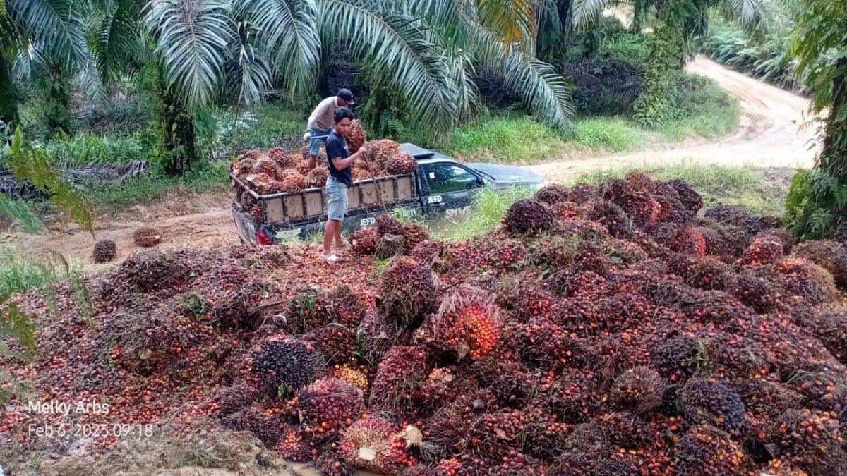 Sumatera Barat Kuasai Puncak Harga TBS Sawit Nasional Selama Sebulan Penuh