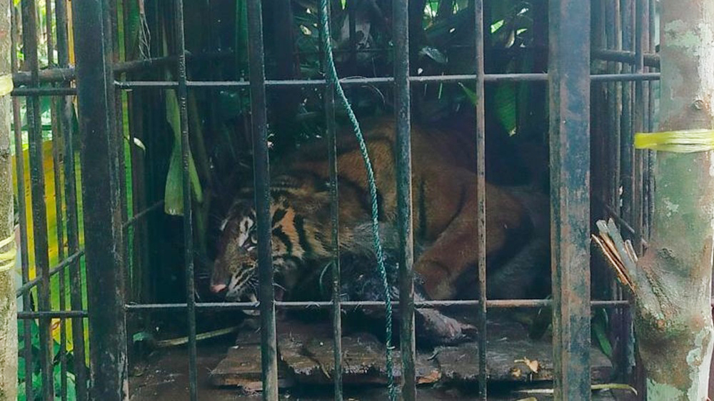Harimau Sumatra Betina Masuk Kandang Jebak BKSDA Sumbar di Agam