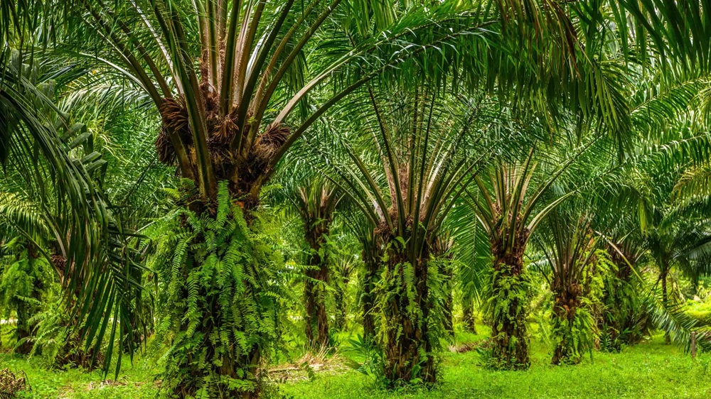 Capaian Program Peremajaan Sawit Rakyat Pasaman Barat Tembus 215 Hektare
