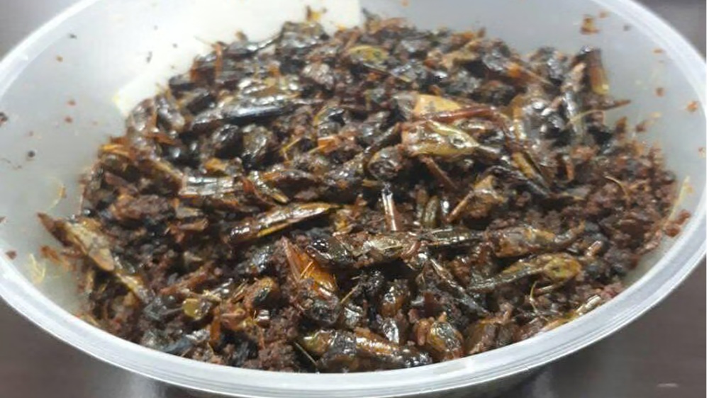 Rendang Belalang Khas Sijunjung, Kuliner Gurih dan Bikin Penasaran