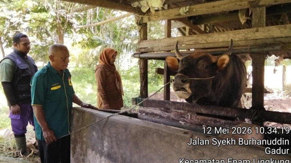 Sapi Kurban Presiden Prabowo untuk Warga Padang Pariaman Berbobot 800 Kilogram 