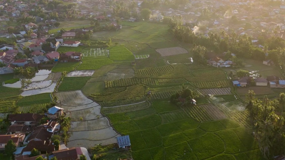 Lahan Pertanian Padang Harus Seimbang dengan Kebutuhan Investasi Daerah