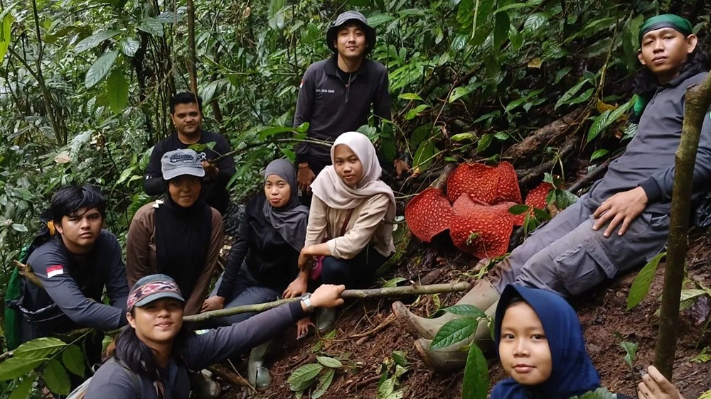 Rafflesia Tuan-mudae Mekar Sempurna di Agam, Diameter Capai 87 Sentimeter