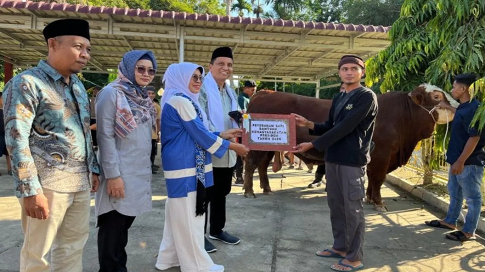 Sapi Kurban Presiden Prabowo Seberat 1,1 Ton Disembelih di Dharmasraya 