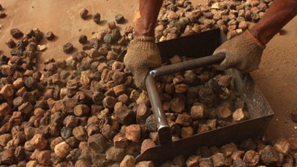 Stabilitas Harga Gambir Sumbar Butuh Lembaga Penyangga, Ini Solusi Gubernur Mahyeldi