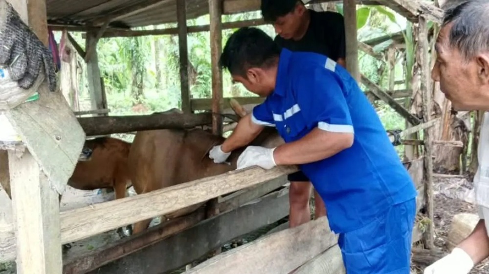 Pemkab Pasaman Barat Vaksinasi 3.500 Sapi dan Kerbau untuk Cegah PMK