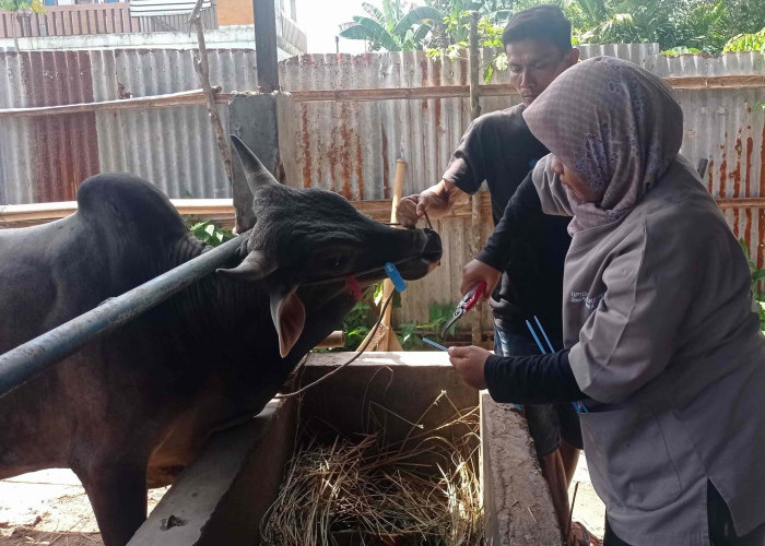 Selamat Tinggal Sistem Kupon! Distribusi Daging Kurban Kini Lewat Barcode