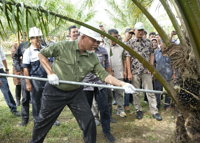 Mahyeldi Hadiri Panen Perdana Sawit di Agam, Tandai Kembalinya Produktivitas Kebun Rakyat
