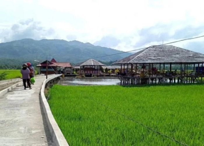 Pemkab Solok Pertahankan Lahan Sawah, Ini Upaya yang Dilakukan