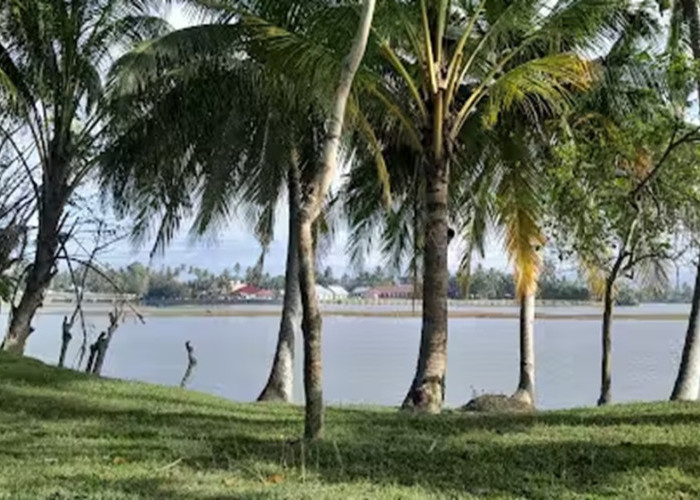 Pantai Maligi Pasaman Barat, Pesona Alam Asri dengan Hamparan Pohon Kelapa