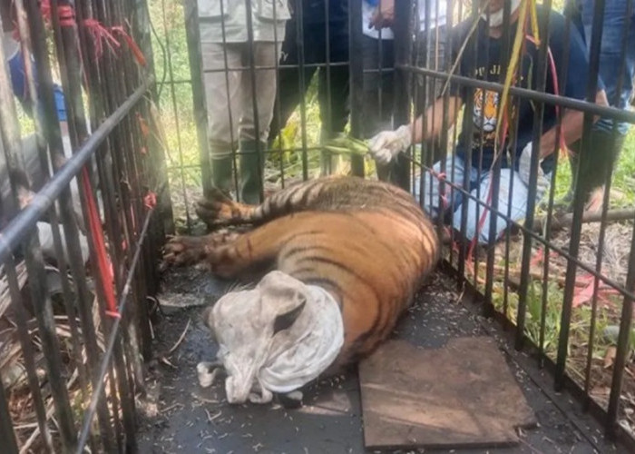Harimau Sumatra Betina Masuk Kandang Jebak di Kabupaten Agam