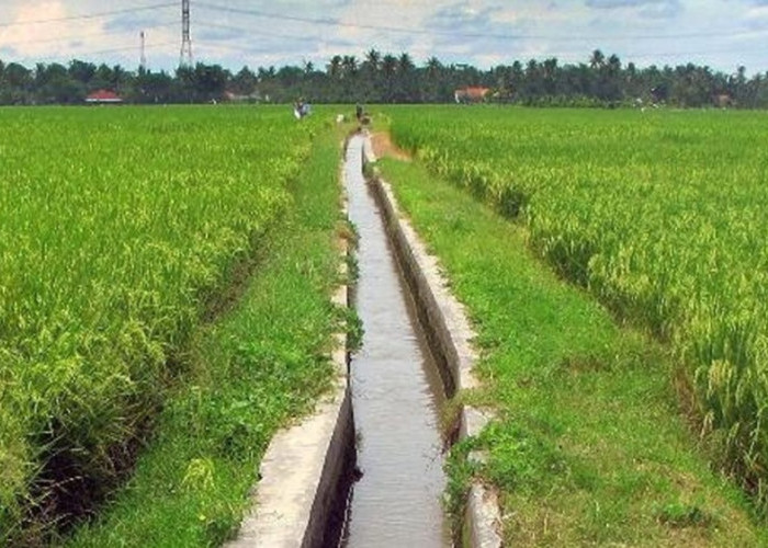 Pemkot Sawahlunto Perkuat Jaringan Irigasi Pertanian demi Genjot Produksi Pangan