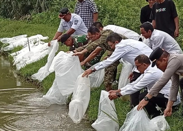 Pemulihan Perikanan Padang Pariaman, 240 Ribu Bibit Ikan dan 7 Ton Pakan Disalurkan