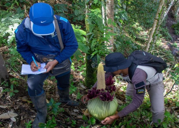 BKSDA Sumbar Kembali Temukan Bunga Endemik Sumatra: Amorphophallus Titanum