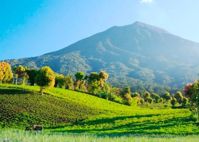 Menjelajahi Taman Nasional Kerinci Seblat: Jantung Konservasi Sumatra