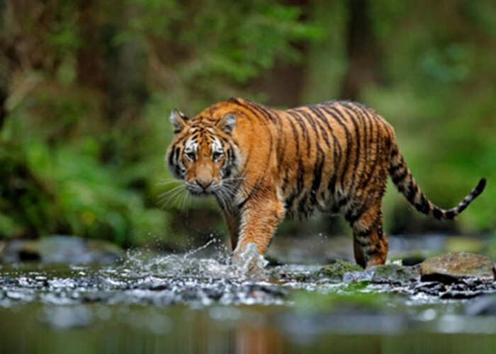 Harimau Sumatra Muncul di Agam: BKSDA Sumbar Terjunkan Petugas ke Lokasi Koto Tabang