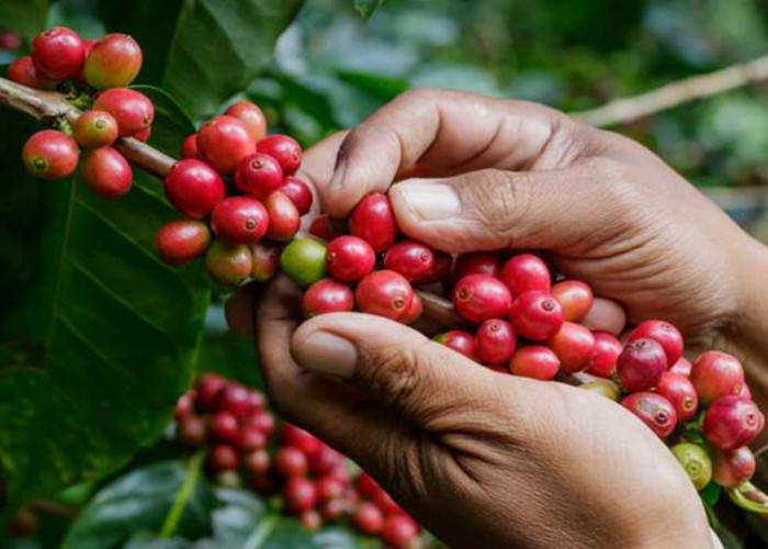 Bidik Peluang Pasar Ekspor, Perkebunan Kopi Solok Dikembangkan hingga 2.000 Hektare
