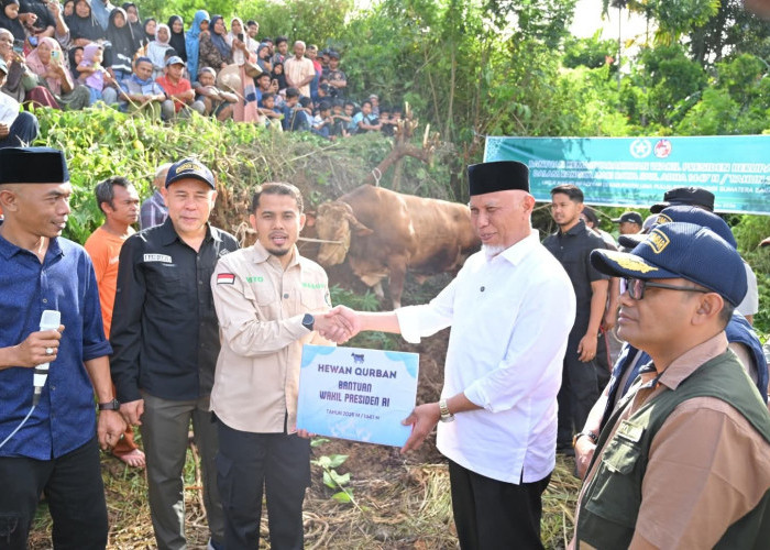 Sapi Qurban Bantuan Wapres RI Disembelih di Limapuluh Kota, Mahyeldi Sampaikan Apresiasi