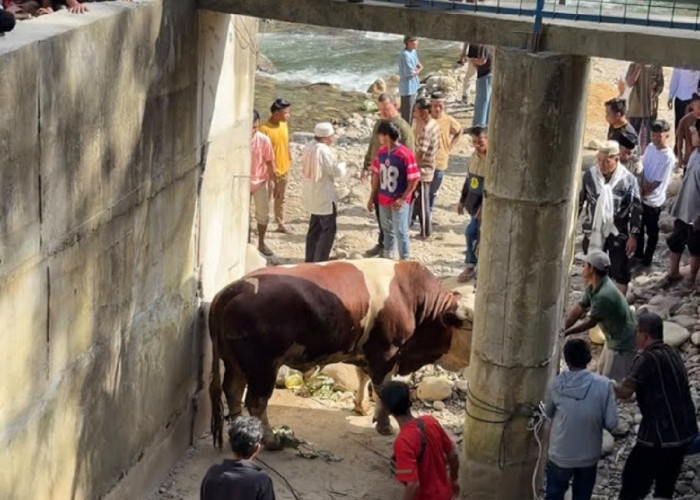 Sapi Raksasa 