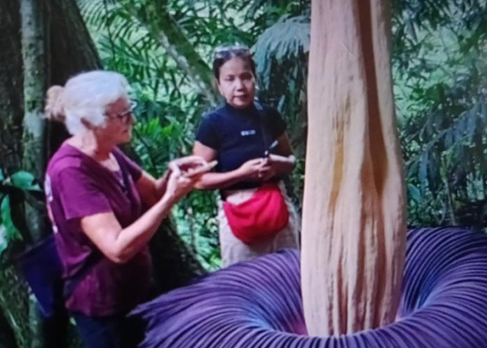 Bunga Bangkai Mekar Sempurna di Agam, Turis Rusia hingga Prancis Sambangi Koto Rantang