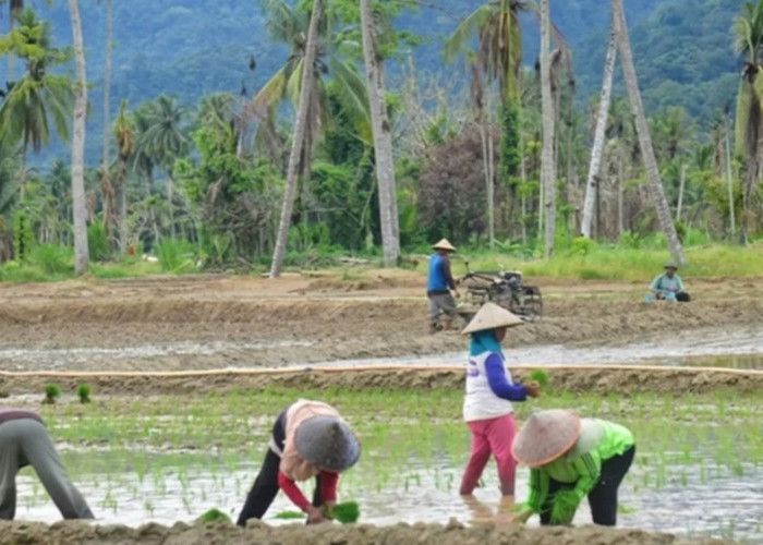 Padang Pariaman Tuntaskan Perbaikan 446 Hektare Sawah Rusak Lewat Program Oplah
