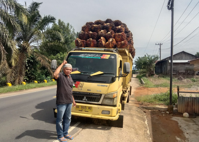 Harga TBS Sawit di Pessel Dinilai Terlalu Rendah, Petani Merugi Ratusan Miliar per Tahun