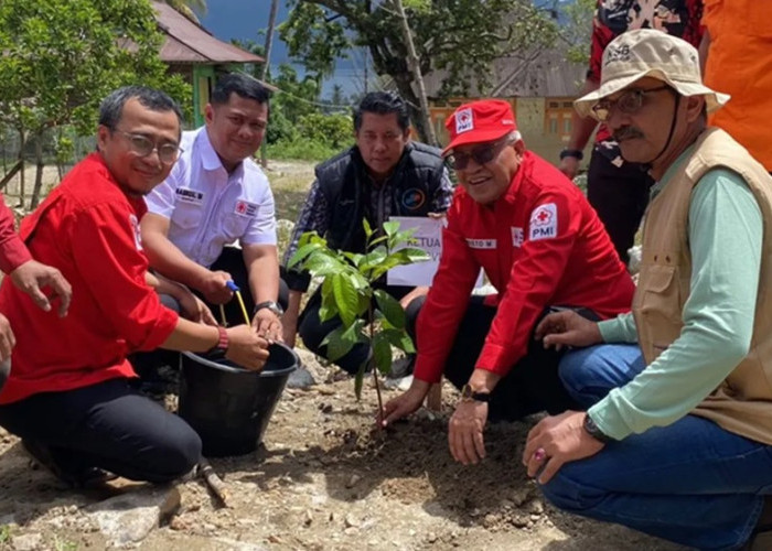 PMI Agam Tanam Ratusan Bibit Pohon Produktif di Lokasi Bekas Banjir Bandang Sungai Batang
