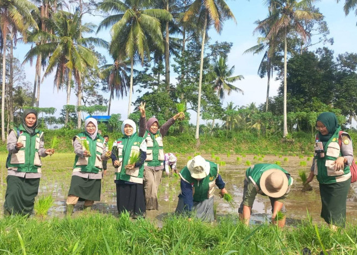Amankan Produksi di Tengah Ancaman El Nino, Payakumbuh Percepat Tanam Padi Serentak