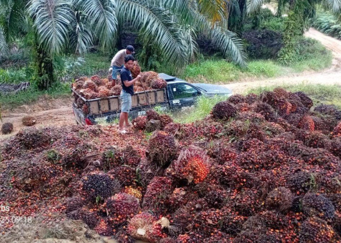 Sumatera Barat Kuasai Puncak Harga TBS Sawit Nasional Selama Sebulan Penuh