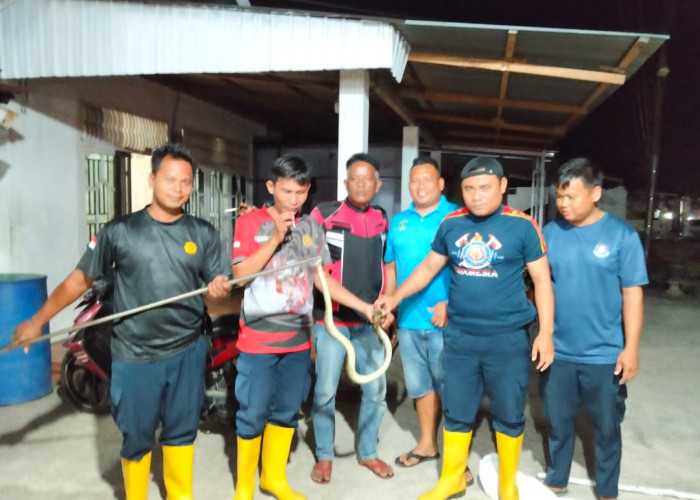 Damkar Pessel Bergerak Cepat, Ular Masuk Rumah dan Sarang Tawon di Tarusan Berhasil Ditangani