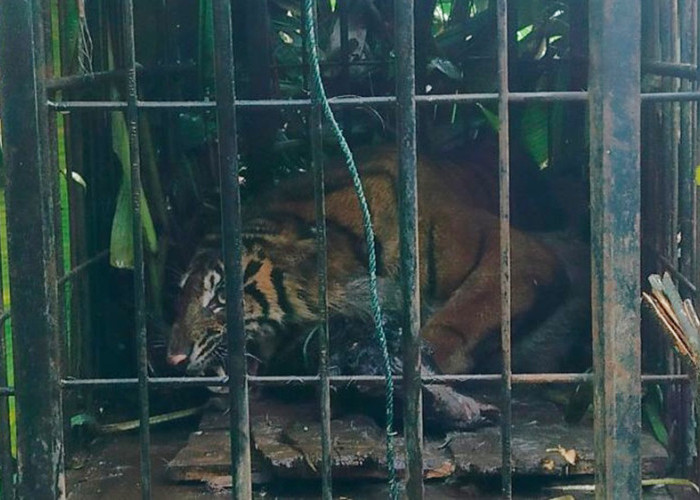 Harimau Sumatra Betina Masuk Kandang Jebak BKSDA Sumbar di Agam