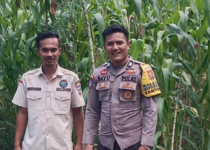 Bhabinkamtibmas Jadi Petani Inspiratif, Gagasan Ketahanan Pangan Prabowo Tumbuh di Solok Selatan