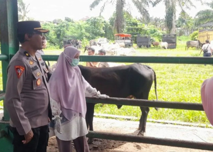 Antisipasi Pencurian Ternak, Polres Pasaman Barat Minta Peternak Perketat Keamanan Kandang