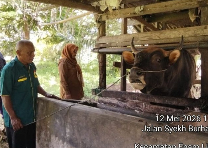 Sapi Kurban Presiden Prabowo untuk Warga Padang Pariaman Berbobot 800 Kilogram 