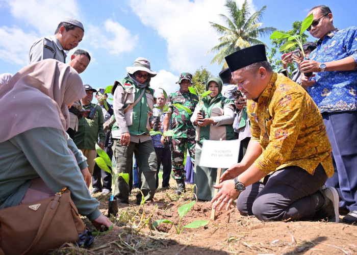 Perkuat Pasokan Program MBG, Pemko Payakumbuh Bagikan 3.000 Bibit Pisang ke Petani