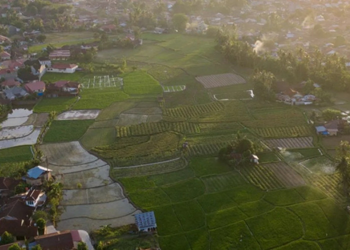 Lahan Pertanian Padang Harus Seimbang dengan Kebutuhan Investasi Daerah
