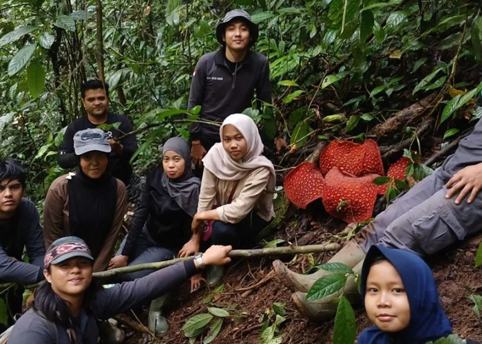 Rafflesia Tuan-mudae Mekar Sempurna di Agam, Diameter Capai 87 Sentimeter