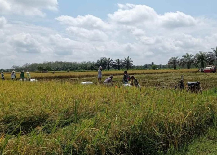 Pemkab Dharmasraya Salurkan Bantuan Pertanian Rp1,9 Miliar pada Petani