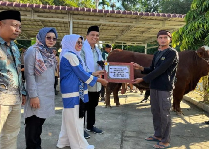 Sapi Kurban Presiden Prabowo Seberat 1,1 Ton Disembelih di Dharmasraya 