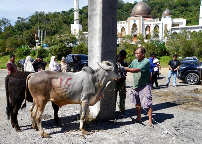 9 Sapi Kurban Disembelih di Islamic Centre Padang Panjang, Ratusan Paket Daging Dibagikan ke Warga